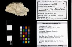 Foto (Objekt + Etiketten) von Goniodromites bidentatus (Reuss, 1859) 